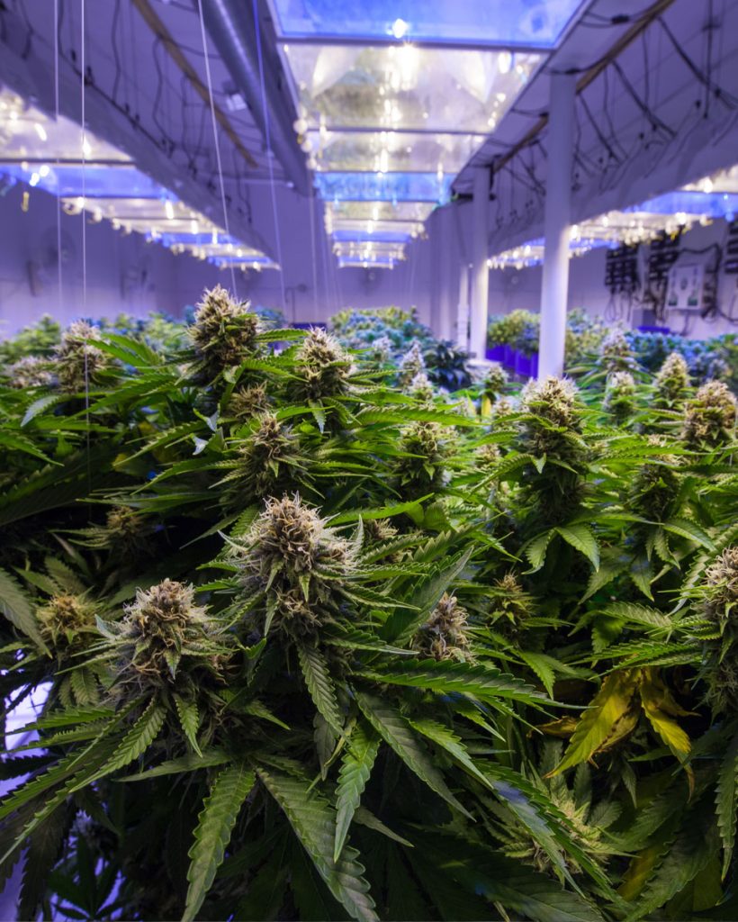 cannabis_Grow_rooms