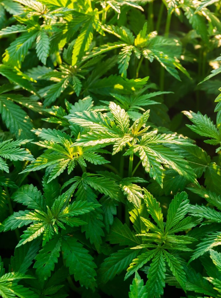 Shrubs of marijuana-cannabis-at dawn. Medical hemp